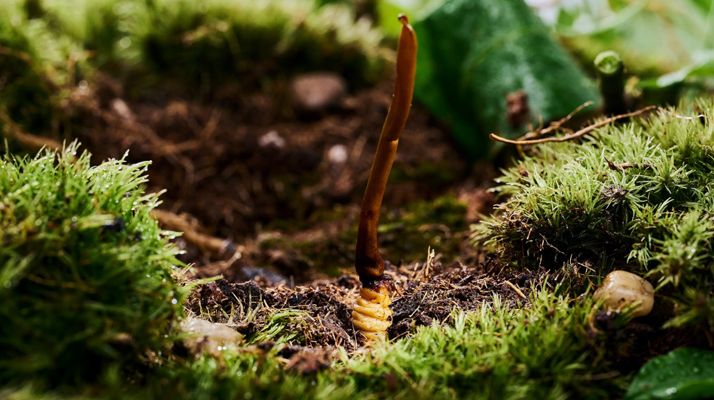 探秘 2024 年野生<a href=http://m.jasw8.com/xinxian/ target=_blank class=infotextkey>新<a href=http://m.jasw8.com/xinxian/ target=_blank class=infotextkey>鮮冬蟲夏草</a></a>