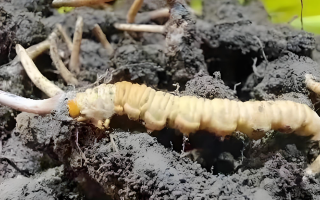 冬蟲(chóng)夏草鮮草與干草的差異解析：不同形態(tài)，別樣價(jià)值