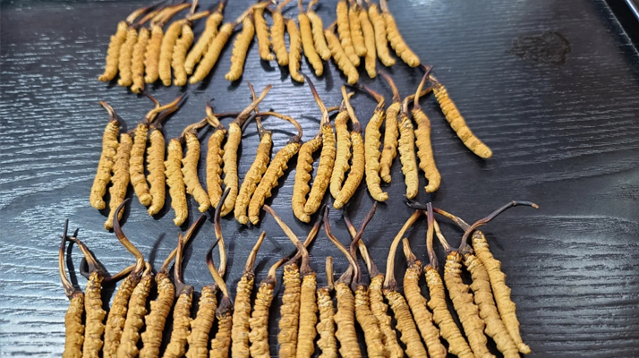 <a href=http://m.jasw8.com/ target=_blank class=infotextkey><a href=http://m.jasw8.com/s/nqcc/ target=_blank class=infotextkey>那曲冬蟲夏草</a></a>：鮮草與干草的多維差異? ? ? ?