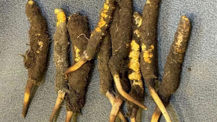 探秘那曲<a href=http://m.jasw8.com/xinxian/ target=_blank class=infotextkey>鮮冬蟲夏草</a>的神奇功效