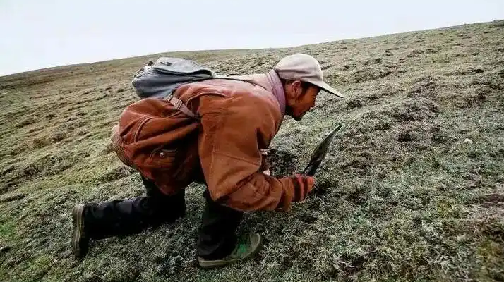 西藏冬蟲夏草最大產(chǎn)地：那曲，自然饋贈的珍寶之地