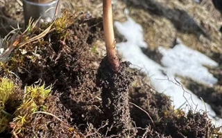 探秘純野生新鮮冬蟲夏草：大自然的珍稀饋贈