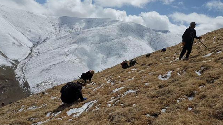 采挖新鮮冬蟲(chóng)夏草合法嗎？