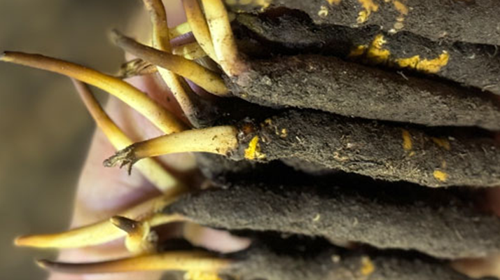 10 支裝<a href=http://m.jasw8.com/xinxian/ target=_blank class=infotextkey>鮮冬蟲夏草價格</a>分析