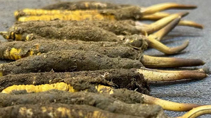 冬蟲夏草與新鮮草：一字之差，天壤之別