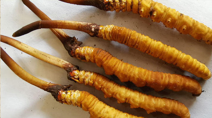 冰鮮<a href=http://m.jasw8.com/jiage/ target=_blank class=infotextkey>冬蟲夏草價格</a>探秘：價值與市場因素的深度剖析