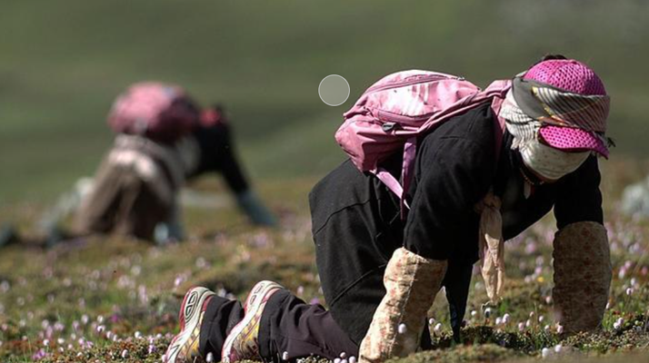 西藏<a href=http://m.jasw8.com/xinxian/ target=_blank class=infotextkey>新<a href=http://m.jasw8.com/xinxian/ target=_blank class=infotextkey>鮮冬蟲夏草</a></a>:雪域高原的神奇饋贈(zèng)