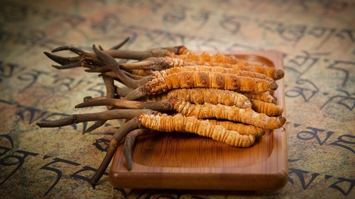 冬蟲夏草新鮮價格探秘：每克多少錢？