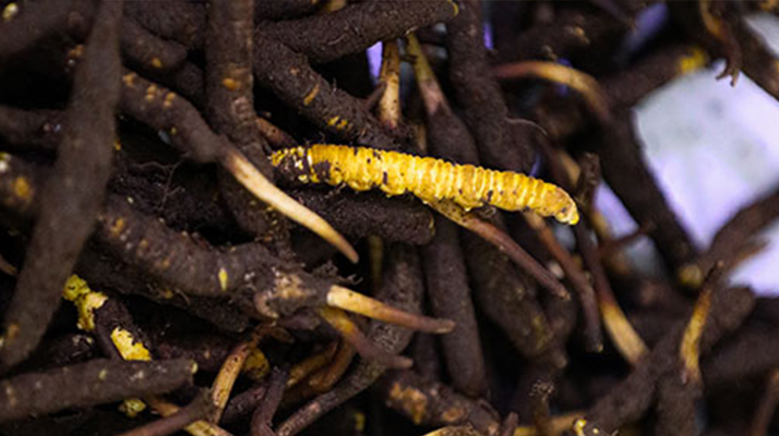 品鮮蟲(chóng)草之妙，享滋補(bǔ)之道