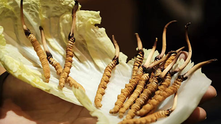 冬蟲夏草：干草與鮮草的終極對比，哪種更適合你？