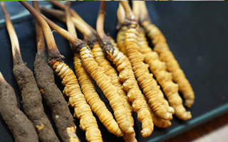 冬蟲夏草鮮草吃多久？科學(xué)食用周期與效果解析