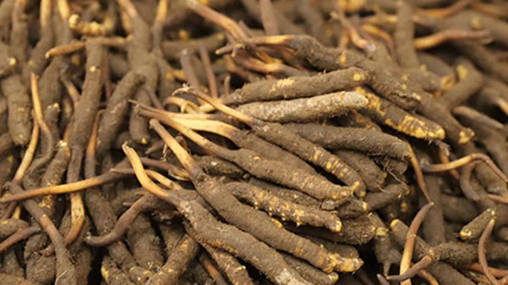 冬蟲夏草鮮草的優(yōu)勢:自然饋贈的鮮活生命力