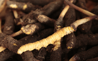 吃鮮冬蟲夏草會便秘嗎？科學解讀蟲草與腸道健康的微妙關系