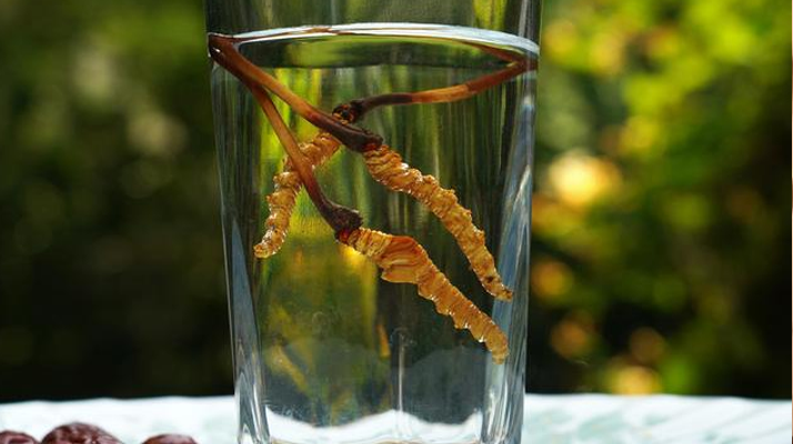 冬蟲夏草鮮草泡酒全攻略:泡出滋補(bǔ)佳釀