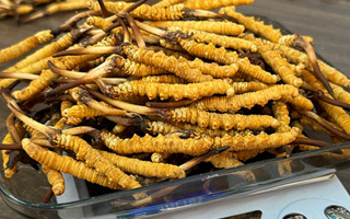 冬蟲夏草鮮草的黃金食用期，你知道嗎？