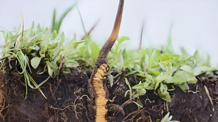 <a href=http://m.jasw8.com/xinxian/ target=_blank class=infotextkey>新<a href=http://m.jasw8.com/xinxian/ target=_blank class=infotextkey>鮮冬蟲(chóng)夏草</a></a>價(jià)格探秘：多因素交織下的市場(chǎng)行情