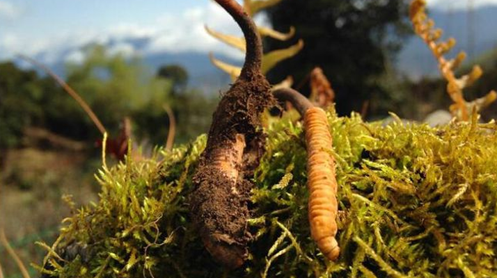 新鮮冬蟲(chóng)夏草多少錢(qián)一斤？深度解析價(jià)格背后的奧秘