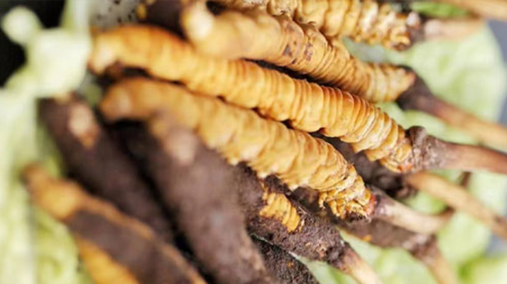 鮮冬蟲夏草適合哪些人？一文讀懂適用人群與禁忌