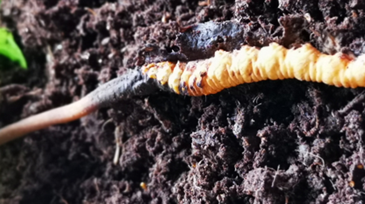 <a href=http://m.jasw8.com/xinxian/ target=_blank class=infotextkey>新<a href=http://m.jasw8.com/xinxian/ target=_blank class=infotextkey>鮮冬蟲夏草價(jià)格</a></a>解析