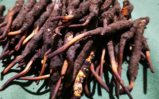 鮮冬蟲(chóng)夏草可以泡水喝嗎？深度解析其飲用之道