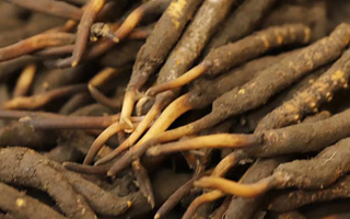 如何挑選新鮮冬蟲(chóng)夏草？掌握這幾個(gè)關(guān)鍵技巧