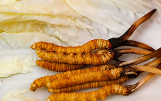 一克鮮草，千金之珍：探秘 1 克新鮮冬蟲(chóng)夏草