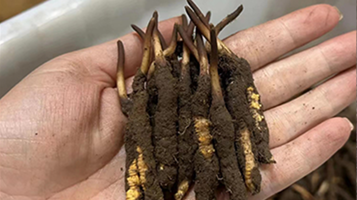 冬蟲夏草頭期鮮草的采挖時(shí)間