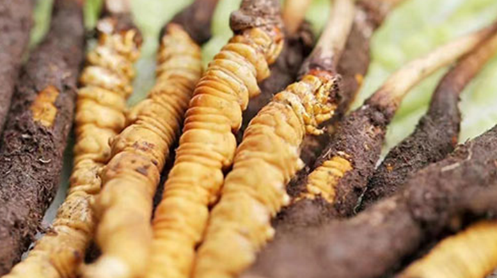 冬蟲夏草：曬干食用還是鮮食更優(yōu)？