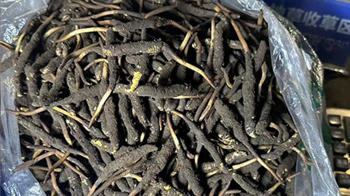 冬蟲(chóng)夏草可以吃鮮的嗎？一文為你揭秘