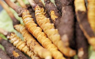 冬蟲夏草：干品與鮮品，誰(shuí)更勝一籌？