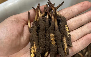 冬蟲夏草頭期鮮草的采挖時(shí)間