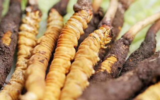 冬蟲夏草：曬干食用還是鮮食更優(yōu)？