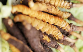 好的鮮冬蟲夏草價格解析