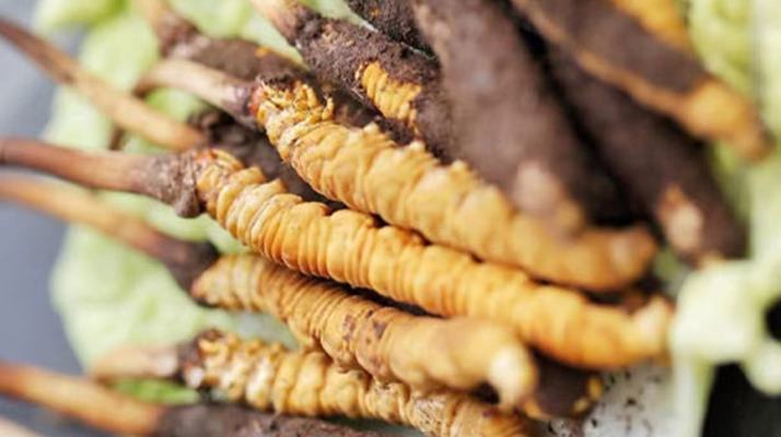 冬蟲(chóng)夏草鮮草可以生吃嗎？一文解讀食用真相