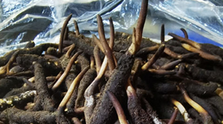 冬蟲(chóng)夏草鮮草能不能泡酒？科學(xué)解析與實(shí)用指南