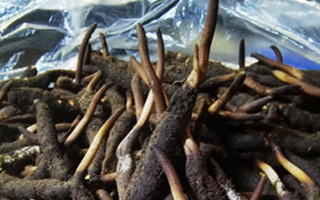 冬蟲(chóng)夏草鮮草能不能泡酒？科學(xué)解析與實(shí)用指南