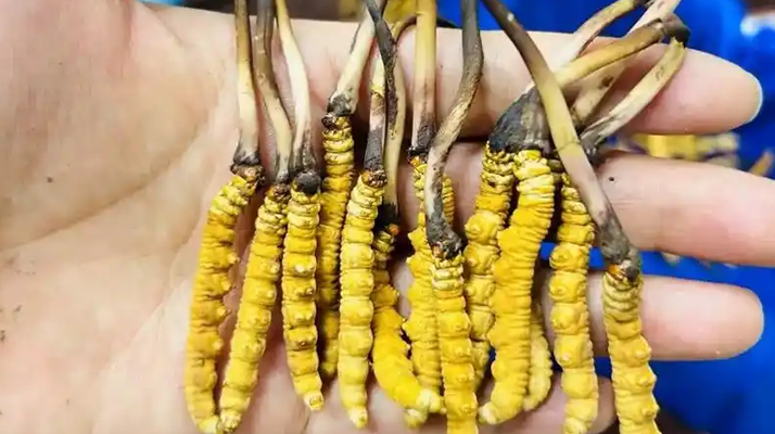 鮮冬蟲夏草出水怎么辦？實(shí)用處理指南