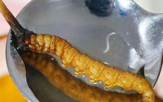 一口嘗鮮：鮮冬蟲(chóng)夏草的味覺(jué)奇遇