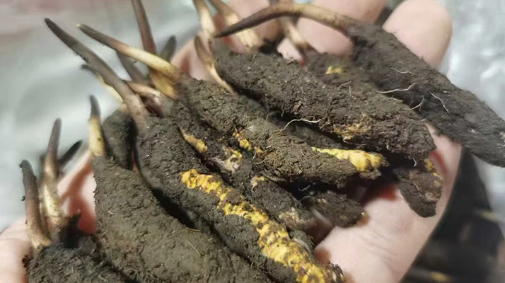 鮮冬蟲(chóng)夏草急凍能放多久？科學(xué)保存全解析