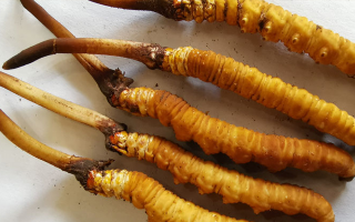 鮮冬蟲(chóng)夏草常溫能放多久？一文讀懂保存秘籍