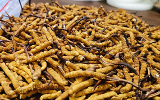 冬蟲夏草品質(zhì)價位表大全，一文掌握行情