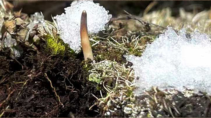 探秘雪域珍寶:最大的新鮮<a href=http://m.jasw8.com/ target=_blank class=infotextkey><a href=http://m.jasw8.com/s/nqcc/ target=_blank class=infotextkey>那曲冬蟲夏草</a></a>