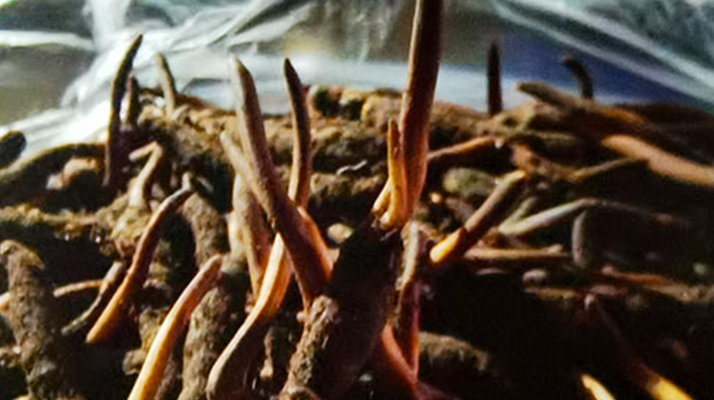 新鮮冬蟲夏草保存全攻略：鎖住營(yíng)養(yǎng)，延長(zhǎng)鮮味