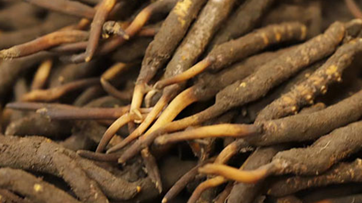 冬蟲夏草可以提高男性功能嗎？科學(xué)解析來了