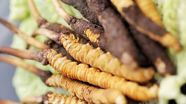 冰凍新鮮冬蟲夏草能吃嗎？