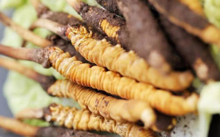 寶寶可以吃新鮮冬蟲夏草嗎？