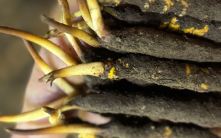 冬蟲夏草泡水喝，一次泡幾根最合適？