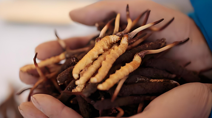 冬蟲夏草干鮮草的多樣吃法，解鎖滋補(bǔ)新方式? ? ? ?