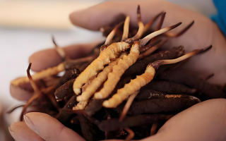 冬蟲夏草干鮮草的多樣吃法，解鎖滋補(bǔ)新方式? ? ? ?