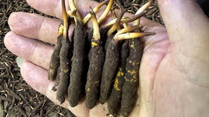 尋草之旅:踏上尋找<a href=http://m.jasw8.com/xinxian/ target=_blank class=infotextkey>新<a href=http://m.jasw8.com/xinxian/ target=_blank class=infotextkey>鮮冬蟲(chóng)夏草</a></a>的征程